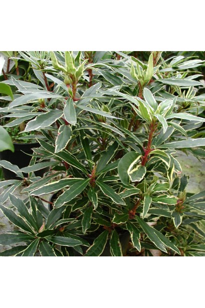 Rhododendron ponticum ’Variegatum’ листя
